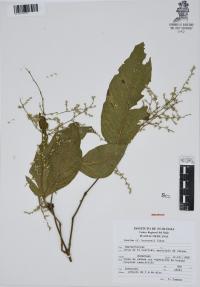 Iresine hartmanii image